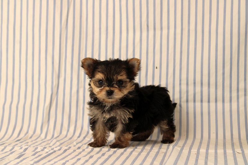 puppy, for, sale, Morkie, Matthew B. Stoltzfus, dog, breeder, Gap, PA, dog-breeder, puppy-for-sale, forsale, nearby, find, puppyfind, locator, puppylocator, aca